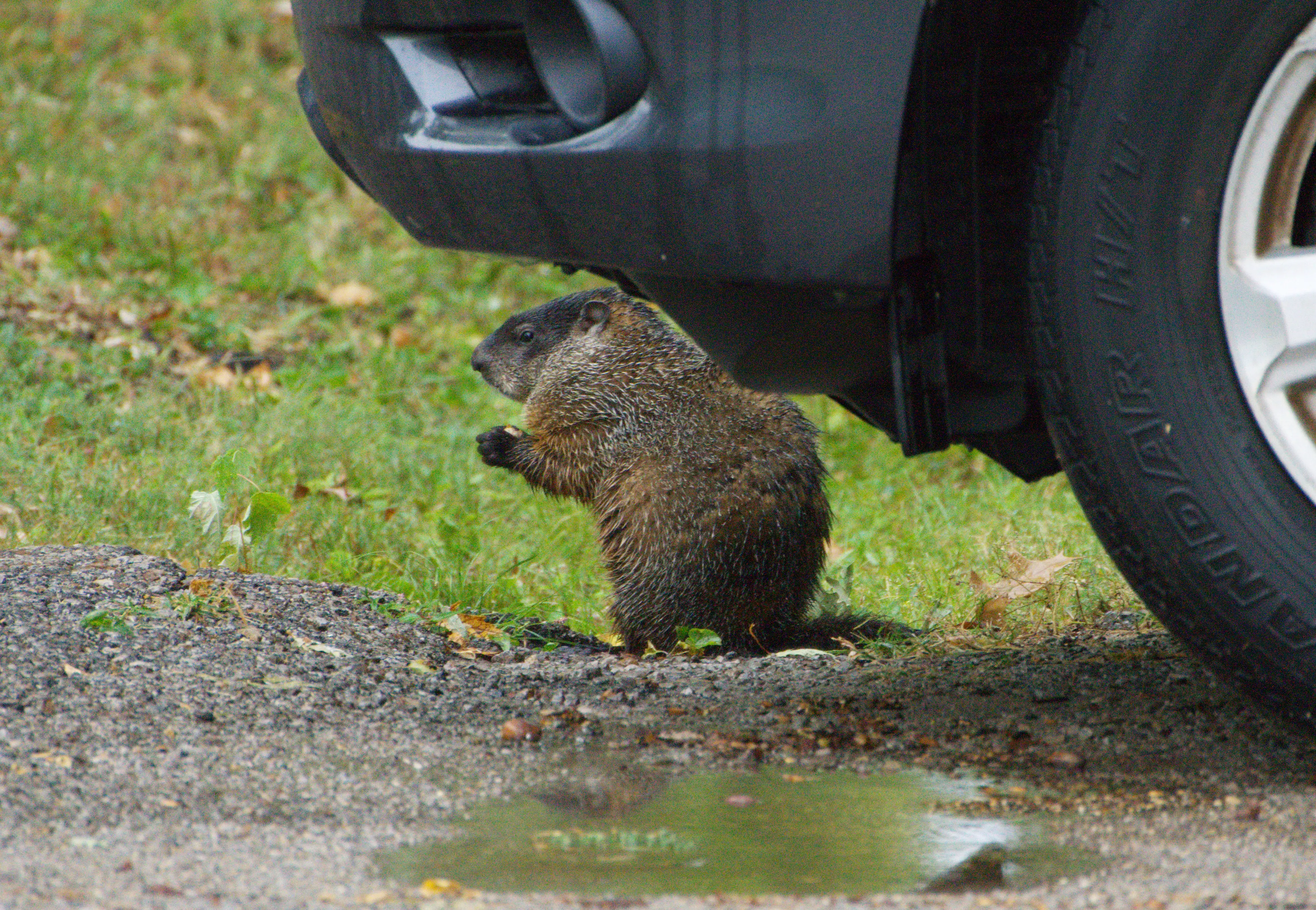 Groundhog Hiding Behind Tire
